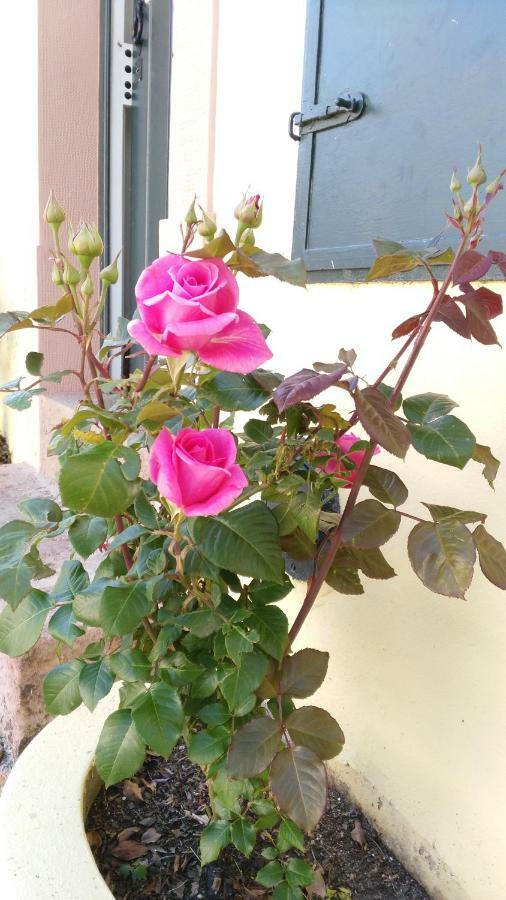 Quinta Do Outeiro Bed & Breakfast Vila Nova de Poiares Exterior foto
